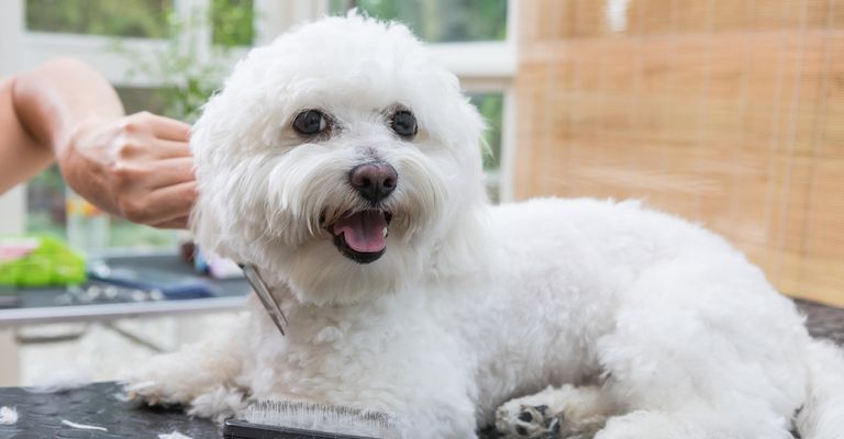 Bologneser Hund, Hund aus Italien, kleine weiße Hunderasse, Hund ähnlich Malteser, Hund ähnlich Havaneser, Hund mit Locken, Familienhund, Hund im Herbst, kleiner Hund mit vielen Locken, Hund beim Frisör, Schur beim Hund