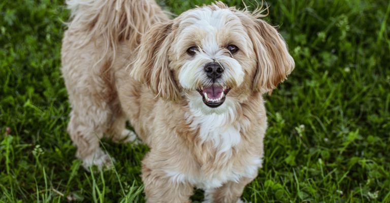 Hund,Hunderasse,Fleischfresser,Pflanze,Begleithund,Gras,Schnauze,Spielzeughund,Sportliche Gruppe,Canidae,