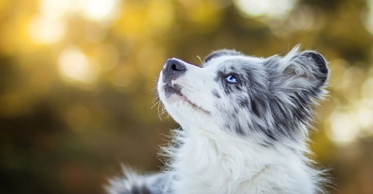 Säugetier, Wirbeltier, Hunderasse, Canidae, Hund, Fleischfresser, Schnauze, Welpe, Begleithund, Border Collie Welpe in grau weiß merle gecheckt