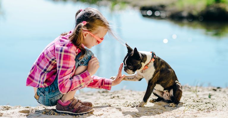 Hund, Canidae, Hunderasse, Spaß, Fleischfresser, Urlaub, Spielen, Rasse ähnlich Französische Bulldogge, Nicht-Sportgruppe, Hundewandern, Bonston Terrier sitzt am Boden mit einem Mädchen und lernt den Trick High Five und Pfote