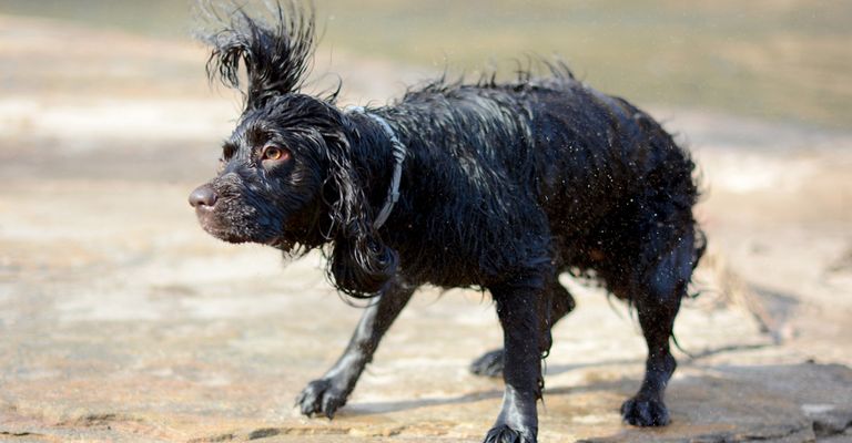 Boykin Spaniel schüttelt sich nach baden, schwimmender Hund, Hund der gerne schwimmt, schwarzer kleiner Hund