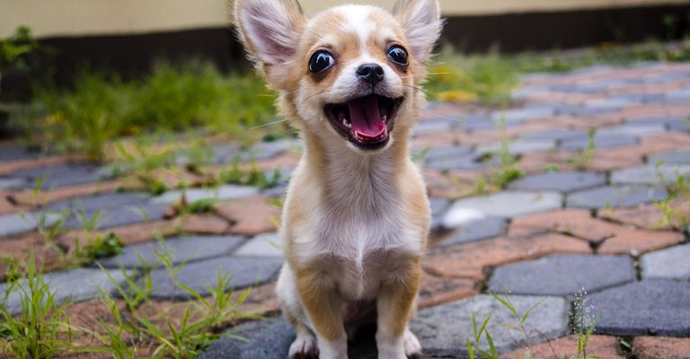 Hund, Säugetier, Wirbeltier, Canidae, Hunderasse, Rasse ähnlich walisischer Pembroke-Corgi, Hund ähnlich walisischer Corgi, Fleischfresser, Chihuahua Langhaar braun weiß