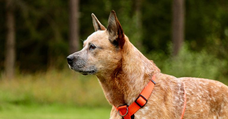 brauner Hund mit Stehohren, mittelgroßer Hund mit kurzem Fell,