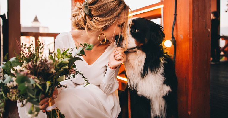 Foto, Schönheit, Hund, Canidae, Gelb, Schnappschuss, Zeremonie,Hochzeit, Begleithund, Berner Sennenhund, Hochzeitshund, Braut und Hund