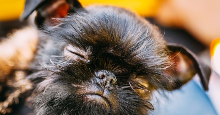 Griffon Bruxellois Welpe, Brüsseler Griffon Welpe schwarz, kleiner Stadthund, Hund geeignet für Senioren, kleiner süßer Hund