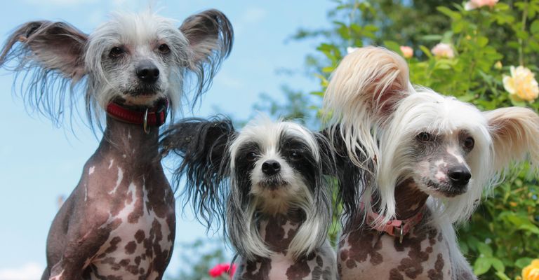 Hund, Säugetier, chinesischer Schopfhund, Wirbeltier, Hunderasse, Canidae, Fleischfresser, Begleithund, Schnauze, Terrier, Nackthund, hässlicher Hund, hässliche Hunderasse, nackte Hunderassen, weißer Chinesischer Schopfhund, schwarz weißer und grauer Chinesischer Schopfhund mit Stehohren behaart