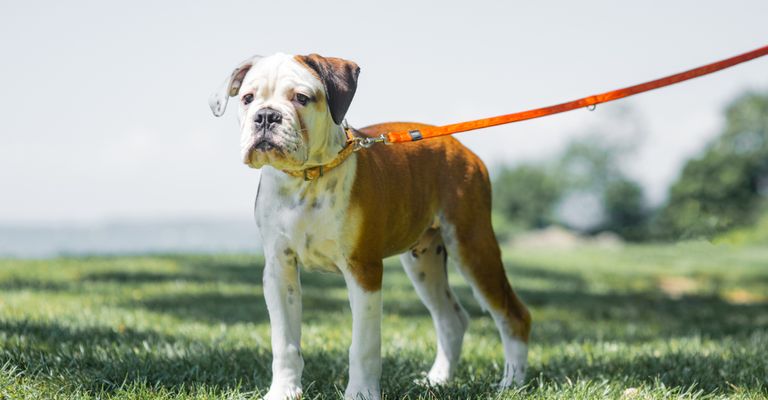 junger Continental Bulldoggen Hund an der orangen Leine steht auf einer Wiese, mittelgroße Hunderasse, Hund ähnlich französische Bulldogge