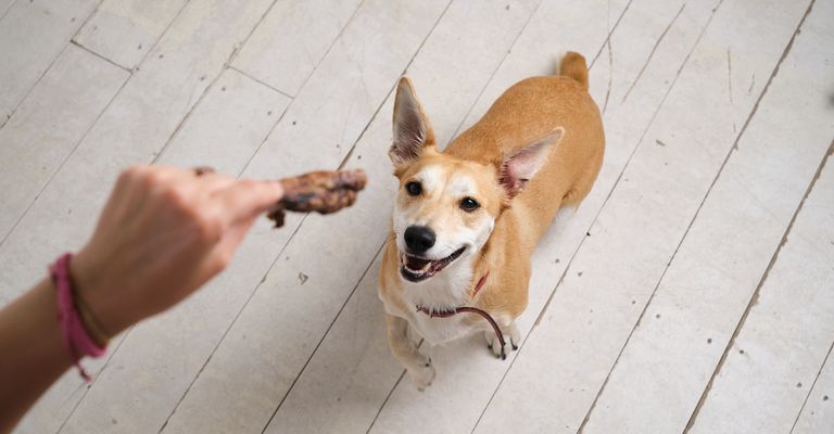 Hund,Fleischfresser,Holz,Hunderasse,Kitz,Halsband,Haustierbedarf,Arbeitstier,Begleithund,Bodenbelag,