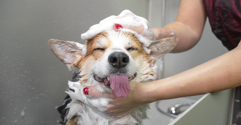 Corgi wird gebadet, Shampoo am Hund, Hundedusche, Hund zeigt Zunge während Kopfdusche