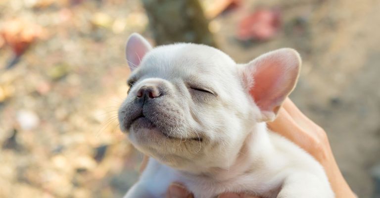 Hund, Säugetier, Wirbeltier, Canidae, Hunderasse, Spielzeugbulldogge, creme Französische Bulldogge Welpe lacht, Haut, Welpe, Schnauze,