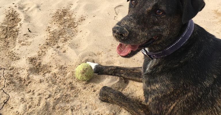 Cursinu, Französische Hunderasse, gestromte Hunderasse, Hund mit tiger Farbe und weißem Zeichen, Hütehund aus Korsika, Hunderasse aus Frankreich, Hund auf Sand, Hunderasse am STrand mit einem Tennisball