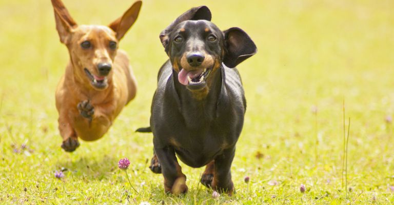 Hund, Säugetier, Wirbeltier, Hunderasse, Canidae, Fleischfresser, Rasse ähnlich Pinscher, Dackel Jagdhund, Wachhund, Schnauze, hellbrauner Dackel und schwarzer Dackel