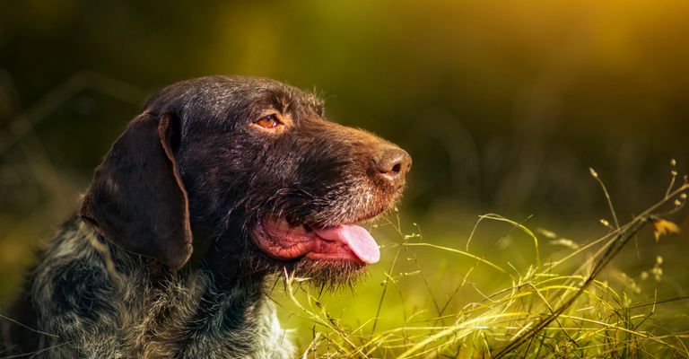 Hund, Säugetier, Wirbeltier, Canidae, Hunderasse, Fleischfresser, Spitzrasse, Sportgruppe, Jagdhund Pointer braun mit weißen Punkten Drahthaar, deutscher Drahthaar Pointer, Rasse ähnlich brauner Labrador Retriever,