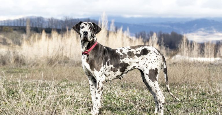 Hund, Säugetier, Wirbeltier, Hunderasse, Canidae, Fleischfresser, Great Dane, Deutsche Dogge, Sportgruppe, Jagdhund, Fell wie Dalmatiner