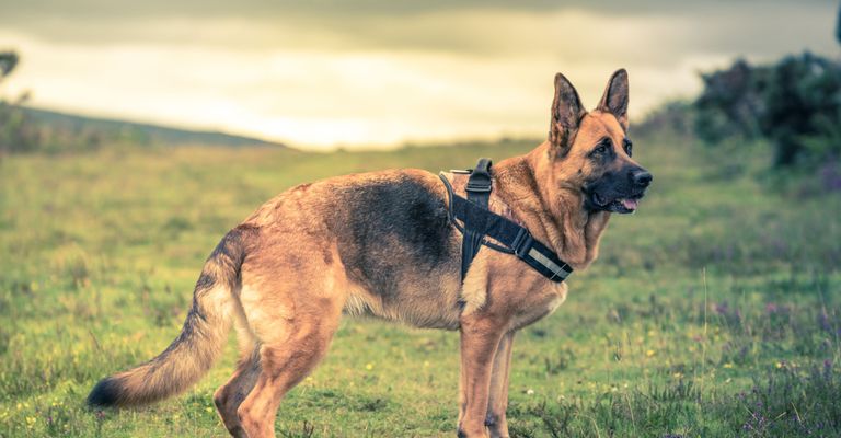 Hund, Säugetier, Deutscher Schäferhund, Wirbeltier, Hunderasse, Canidae, Altdeutscher Schäferhund trägt ein Halti, Fleischfresser,Rasse ähnlich  Kunming Wolfshund, Hund ähnlich König Schäferhund, kurzhaariger deutscher Schäferhund mit Brustgeschirr, Stehohren, Kommisar Rex Hund, dunkle Schnauze, bekannter Fernsehhund, Polizeihund