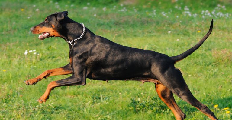 Hund, Säugetier, Wirbeltier, Hunderasse, Canidae, Fleischfresser, Hund aus österreichischer Schwarz-Braun-Hund, Rasse ähnlich polnischer Jagdhund, Jagdhund, Hund ähnlich deutscher Pinscher, Dobermann springt herum, Kampfhund, Listenhund, sehr großer schwarzer Hund mit braun, lohfarbener Hund