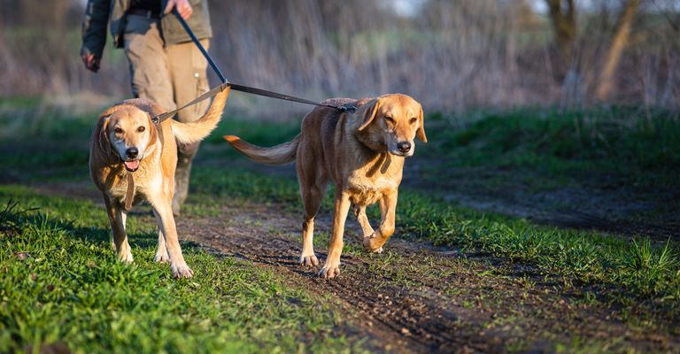 Hund,Hunderasse,Fleischfresser,Begleithund,Rehkitz,Gras,Schwanz,Pflanze,Baum,Himmel, Doppelleine für zwei Jagdhunde, Hund im Wald, zwei Hunde an einer Leine