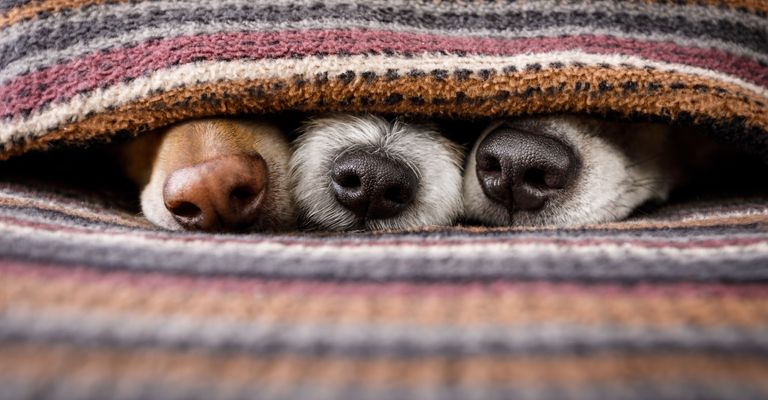 Hund, Canidae, Schnauze des Hundes, Fleischfresser, Textil, Fell, Welpe, Bettwäsche, Kitz, Hunderasse, Drei Hunde schauen mit der Schnauzenspitze aus der Decke heraus, bunte Decke für Hunde