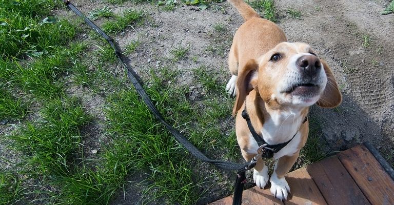 braun weiße Hunderasse namens Drever, aus Schweden steht auf einer Wiese und schaut in die Kamera, Dachsbracke braun weiß, Hund mit Schlappohren, kleine Hunderasse, mittelgroße Hunderasse, Hund aus Schweden, Jagdhund, brauner Schwanz mit weißer Spitze, Hund ähnlich Beagle