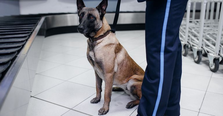 Drogensuchhund am Flughafen mit Polizei, belgischer Schäferhund am Flughafen, Hund an der Leine am Flughafen