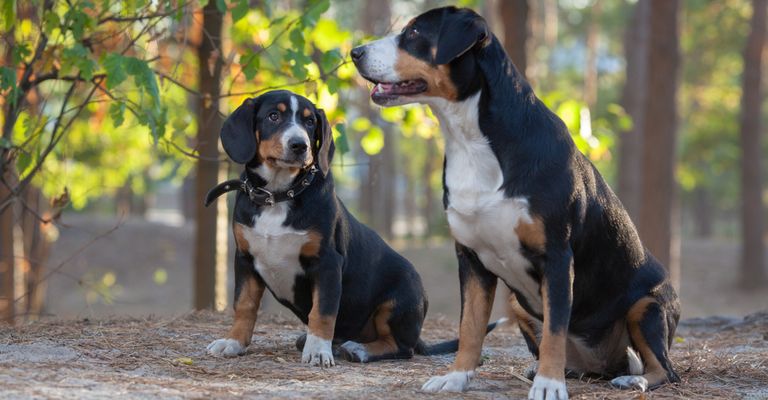 Entlebucher Sennenhund, Schweizer Sennenhunde im Wald, mittelgroße Hunderasse