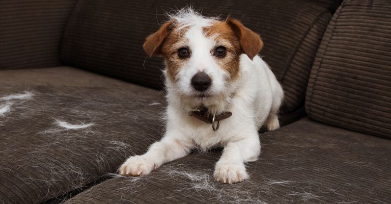 Hund haart stark, Hund haart auf der Couch, Hundehaare auf dem Sofa, Fellwechsel