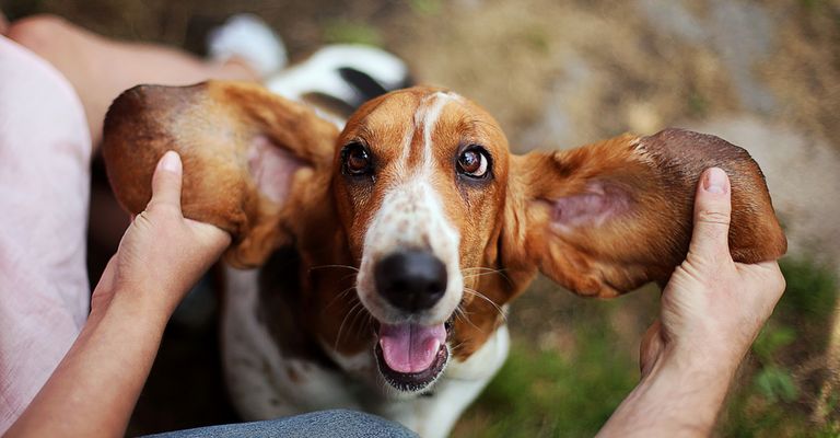 Basset hat sehr große Ohren die von einem Mensch wie bei einer Fledermaus gezogen werden, braun weißer Hund, dreifärbige Hunderasse ähnlich Beagle