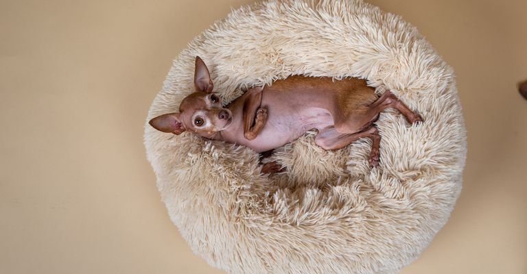 Kitz,Nagetier,Schnurrhaare,Schädling,Landtier,Schwanz,Maus,Schnauze,Landpflanze,Fell,kleiner Hund liegt auf einem kuscheligen Hundebett, Hundedecke die sehr flauschig ist