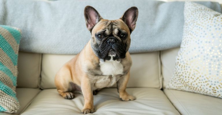 Hund, Säugetier, Wirbeltier, Hunderasse, Canidae, fawn französische Bulldogge, Bulldogge, Begleithund, Schnauze, Fleischfresser,