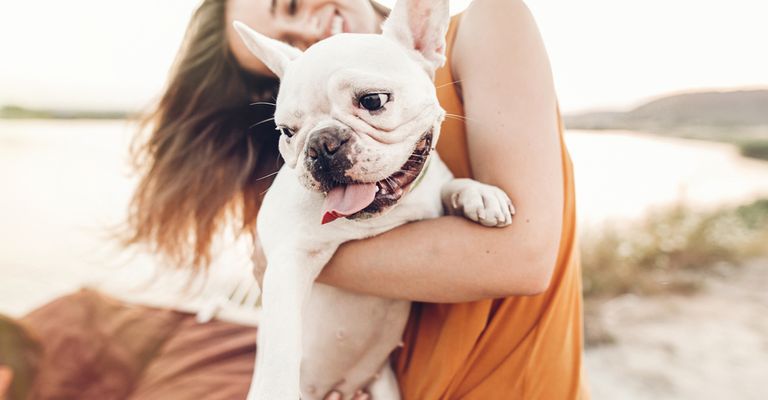 Französische Bulldogge weiß und kuschelt mit Besitzerin im orangen Kleid am Strand