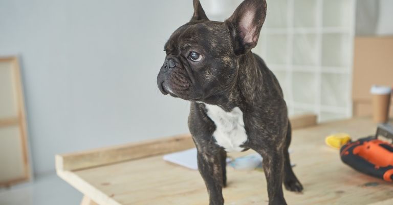 Hund, Bulldogge, Arbeitstier, Ohr, Fleischfresser, Rehbraun, Hunderasse, Begleithund, Spielzeughund, Schnurrhaare,