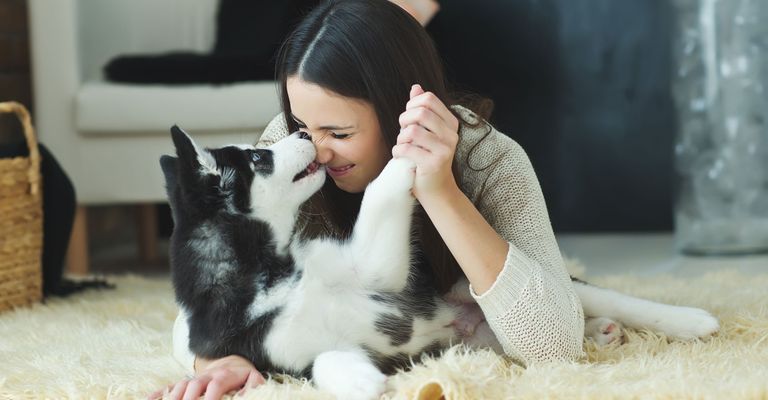 Weiß, Husky, Schnappschuss, Schwarzes Haar, Bein, Fell, Frau mit Hund kuschelnd am Teppichboden