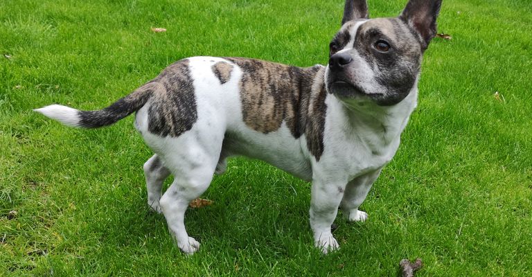 Hund, Säugetier, Wirbeltier, Hunderasse, Canidae, Fleischfresser, Begleithund, Mischling Französische Bulldogge, Gras, Schnauze, Chihuahua Mischling mit Stehohren und getigert