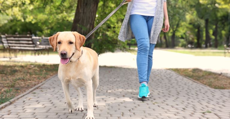 Hund, Hunderasse, Canidae, Säugetier, Leine, gelber Labrador Retriever Arbeitslinie, Hundewandern, Fleischfresser, Sportgruppe, Gehen,