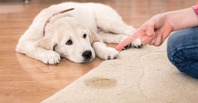 Hund, Hunderasse, Säugetier, Canidae, Golden Retriever, Retriever, Welpe, Begleithund, Fleischfresser, Labrador Retriever ist noch nicht stubenrein, Tricks wie er stubenrein wird, Hund pinkelt immer ins Haus, Hund pinkelt auf Decke, Teppich ist neues Hundeklo, kleiner Welpe weiß