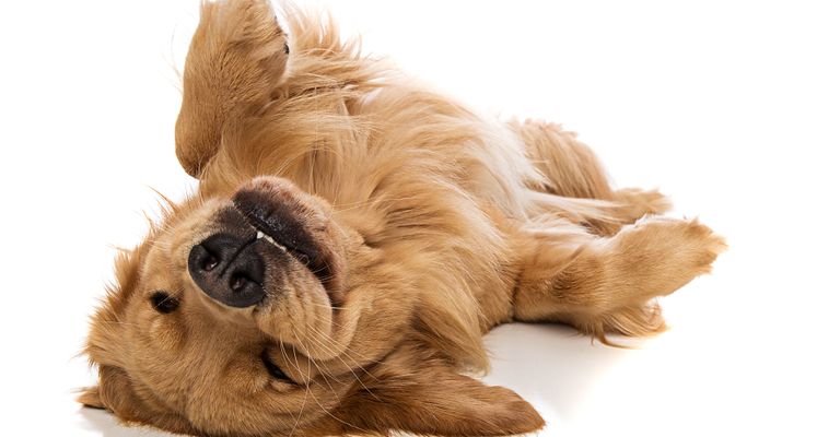 Hund, Canidae, Hunderasse, Welpe, hellbrauner Golden Retriever, Fleischfresser, Sporting Group, Begleithund, Schnauze, Pfote, großer brauner Hund mit langem Fell