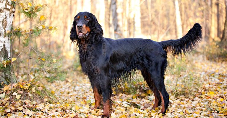 Gordon Setter steht im Wald, große Hunderasse mit langem Fell, schwarz brauner Hund mit gefächerter Route