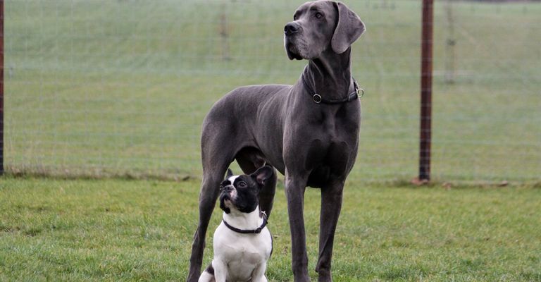 Vergleich von grauer Dogge mit französischer Bulldogge, schwarz weiße Französische Bulldogge, Hund, Säugetier, Wirbeltier, Hunderasse, Canidae, Fleischfresser, Deutsche Dogge, Wachhund, Arbeitshund, Nicht-Sportgruppe,