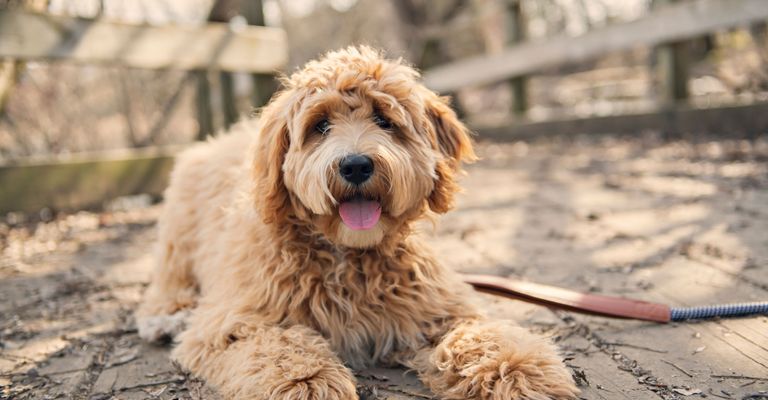 Hund, Säugetier, Wirbeltier, Canidae, Hunderasse, Fleischfresser, Rasse ähnlich Goldendoodle, Hund ähnlich Cockapoo, Pudelkreuzung, Sporting Group, Labrador Mischling für Allergiker, Hypoallergene Rasse, brauner Labradoodle