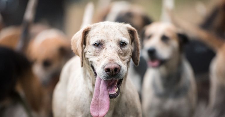 heller English Foxhound, Jagdhunderasse, Jagdhund aus England mit Punkten, Hund mit langer Zunge, Meute, Hundemeute