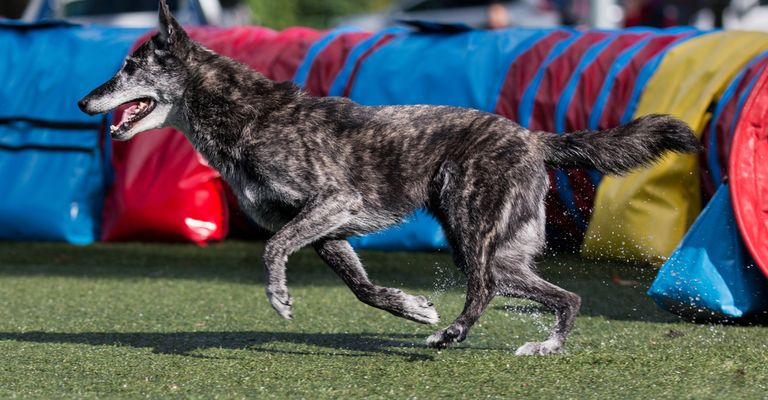 Holländischer Schäferhund gestromt, schwarz getigerter Hund mit Stehohren, große Hunderasse aus Niederlande, Holländischer Hirtenhund, Schäferhund aus Niederlande, Hollandse Herder, Hollandse Herdershond, Dutch Shepherd beim Agility, Hundesport, schwarz gestromter Hund mit weißer Schnauze