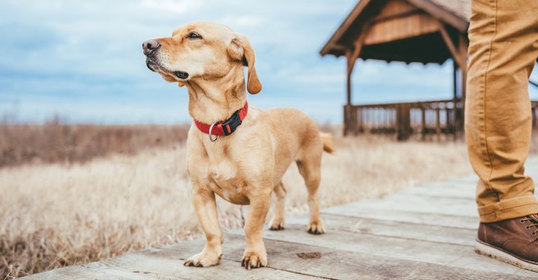 Labradormix am Strand