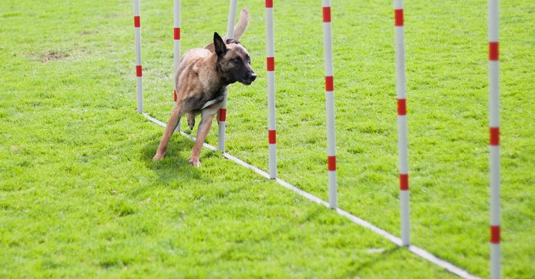 Agilität des Hundes, Hundesport, Tiersport, Canidae, Hund, Sport, Hunderasse, Fleischfresser, Rallye-Gehorsam, Hund läuft durch Parkour mit rot-weißen Stäben