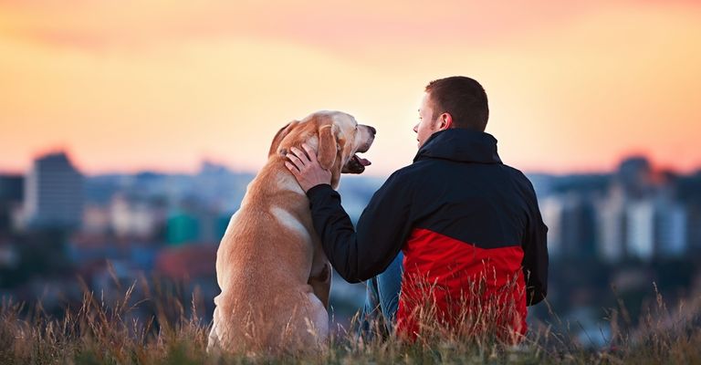 Labrador rot sitzt mit Besitzer vor einer Großstadt, bester Freund des Menschen, großer Hund