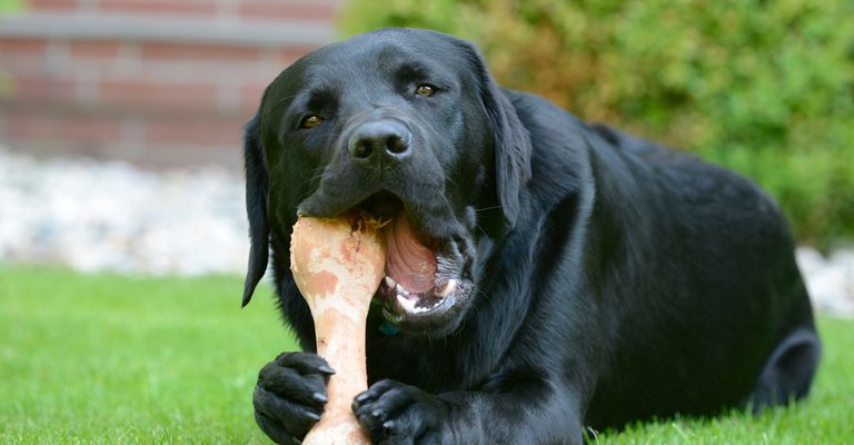 Hund frisst Knochen, Sind Knochen gefährlich für Hund, Hundeknochen, Labrador schwarz liegt auf einer Wiese und kaut auf einem großen Knochen