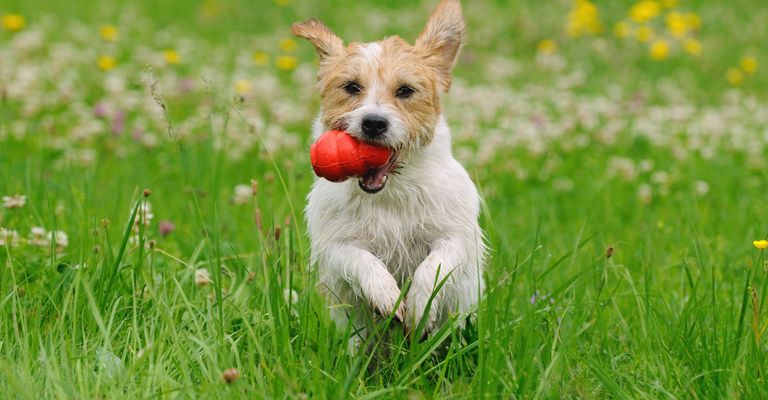 Kong im Maul eines Hundes, Hund läuft über Wiese, Kong füllen