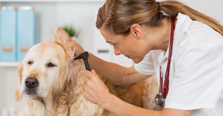 Hund mit Ohrenentzündung beim Tierarzt, Tierarzt untersucht die Ohren vom Golden Retriever, großer gelber Hund mit langem Fell, Hunde mit häufigen Ohrenerkrankungen