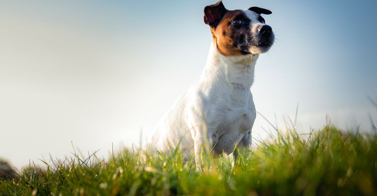 Himmel, Pflanze, Hund, Fleischfresser, Hunderasse, Glücklich, Menschen in der Natur, Gras, Schnurrhaare, Rehkitz,