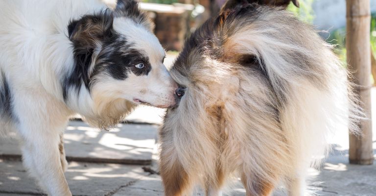 Säugetier, Wirbeltier, Hund, Canidae, Hunderasse, Shetland-Schäferhund, Fleischfresser, Collie ähnliche Rasse, Rough Collie, Scotch Collie, Hund schnüffelt am Arsch von anderen Hunden, Hunde begrüßen sich mit Hintern schnüffeln, Hund riecht am Hintern, großer weißer Hund mit langem Fell