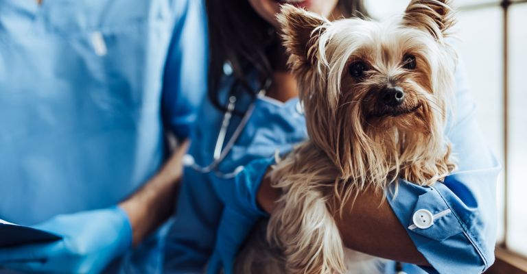 Hund, Yorkshire Terrier, Blau, Hunderasse, Canidae, Begleithund, Terrier, Blond, Fleischfresser, Australischer Seidenterrier, kleiner brauner Hund mit Stehohren wird operiert, OP Klamotten Hund, Tierarzt